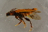 ( - GBOLBB72)  @11 [ ] CreativeCommons - Attribution Non-Commercial Share-Alike (2016) SNSB, Staatliche Naturwissenschaftliche Sammlungen Bayerns ZSM (SNSB, Zoologische Staatssammlung Muenchen)
