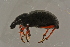  ( - GBOLBB73)  @12 [ ] CreativeCommons - Attribution Non-Commercial Share-Alike (2016) SNSB, Staatliche Naturwissenschaftliche Sammlungen Bayerns ZSM (SNSB, Zoologische Staatssammlung Muenchen)