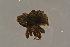  ( - GBOLBB82)  @11 [ ] CreativeCommons - Attribution Non-Commercial Share-Alike (2016) SNSB, Staatliche Naturwissenschaftliche Sammlungen Bayerns ZSM (SNSB, Zoologische Staatssammlung Muenchen)