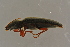  ( - GBOLBB83)  @11 [ ] CreativeCommons - Attribution Non-Commercial Share-Alike (2016) SNSB, Staatliche Naturwissenschaftliche Sammlungen Bayerns ZSM (SNSB, Zoologische Staatssammlung Muenchen)