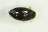  (Hydroglyphus geminus - GBOL 05349)  @12 [ ] CreativeCommons - Attribution Non-Commercial Share-Alike (2015) Unspecified SNSB, Zoologische Staatssammlung Muenchen