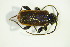  ( - GBOL 05392)  @11 [ ] CreativeCommons - Attribution Non-Commercial Share-Alike (2015) Unspecified SNSB, Zoologische Staatssammlung Muenchen