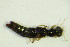 (Stenus ochropus - GBOL 05396)  @11 [ ] CreativeCommons - Attribution Non-Commercial Share-Alike (2015) Unspecified SNSB, Zoologische Staatssammlung Muenchen