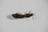  ( - GBOL_Col_FK_09325)  @12 [ ] CreativeCommons - Attribution Non-Commercial Share-Alike (2015) Unspecified SNSB, Zoologische Staatssammlung Muenchen