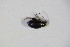  ( - GBOL_Col_FK_09376)  @12 [ ] CreativeCommons - Attribution Non-Commercial Share-Alike (2015) Unspecified SNSB, Zoologische Staatssammlung Muenchen