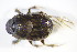  ( - GBOL_Col_FK_09408)  @12 [ ] CreativeCommons - Attribution Non-Commercial Share-Alike (2015) Unspecified SNSB, Zoologische Staatssammlung Muenchen