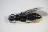  ( - GBOL_Col_FK_09431)  @13 [ ] CreativeCommons - Attribution Non-Commercial Share-Alike (2015) Unspecified SNSB, Zoologische Staatssammlung Muenchen