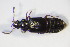 ( - GBOL_Col_FK_09434)  @13 [ ] CreativeCommons - Attribution Non-Commercial Share-Alike (2015) Unspecified SNSB, Zoologische Staatssammlung Muenchen