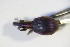  (Pseudaplemonus - GBOL_Col_FK_09444)  @13 [ ] CreativeCommons - Attribution Non-Commercial Share-Alike (2015) Unspecified SNSB, Zoologische Staatssammlung Muenchen