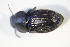  ( - GBOL_Col_FK_09447)  @12 [ ] CreativeCommons - Attribution Non-Commercial Share-Alike (2015) Unspecified SNSB, Zoologische Staatssammlung Muenchen