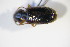  ( - GBOL_Col_FK_09451)  @12 [ ] CreativeCommons - Attribution Non-Commercial Share-Alike (2015) Unspecified SNSB, Zoologische Staatssammlung Muenchen