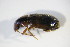  ( - GBOL_Col_FK_09452)  @12 [ ] CreativeCommons - Attribution Non-Commercial Share-Alike (2015) Unspecified SNSB, Zoologische Staatssammlung Muenchen