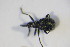  ( - GBOL_Col_FK_09453)  @12 [ ] CreativeCommons - Attribution Non-Commercial Share-Alike (2015) Unspecified SNSB, Zoologische Staatssammlung Muenchen