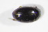  (Cercyon depressus - GBOL_Col_FK_09487)  @12 [ ] CreativeCommons - Attribution Non-Commercial Share-Alike (2015) Unspecified SNSB, Zoologische Staatssammlung Muenchen
