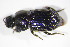  ( - GBOL_Col_FK_09496)  @11 [ ] CreativeCommons - Attribution Non-Commercial Share-Alike (2015) Unspecified SNSB, Zoologische Staatssammlung Muenchen
