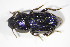  ( - GBOL_Col_FK_09497)  @11 [ ] CreativeCommons - Attribution Non-Commercial Share-Alike (2015) Unspecified SNSB, Zoologische Staatssammlung Muenchen