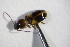  (Acupalpus meridianus - GBOL_Col_FK_09504)  @13 [ ] CreativeCommons - Attribution Non-Commercial Share-Alike (2015) Unspecified SNSB, Zoologische Staatssammlung Muenchen