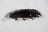  ( - GBOL_Col_FK_09505)  @13 [ ] CreativeCommons - Attribution Non-Commercial Share-Alike (2015) Unspecified SNSB, Zoologische Staatssammlung Muenchen