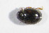  ( - GBOL_Col_FK_09506)  @11 [ ] CreativeCommons - Attribution Non-Commercial Share-Alike (2015) Unspecified SNSB, Zoologische Staatssammlung Muenchen
