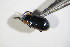  ( - GBOL_Col_FK_09572)  @11 [ ] CreativeCommons - Attribution Non-Commercial Share-Alike (2015) Unspecified SNSB, Zoologische Staatssammlung Muenchen