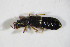  ( - GBOL_Col_FK_09591)  @11 [ ] CreativeCommons - Attribution Non-Commercial Share-Alike (2015) Unspecified SNSB, Zoologische Staatssammlung Muenchen