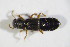  ( - GBOL_Col_FK_09592)  @11 [ ] CreativeCommons - Attribution Non-Commercial Share-Alike (2015) Unspecified SNSB, Zoologische Staatssammlung Muenchen