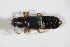  ( - GBOL_Col_FK_09593)  @13 [ ] CreativeCommons - Attribution Non-Commercial Share-Alike (2015) Unspecified SNSB, Zoologische Staatssammlung Muenchen