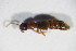  ( - GBOL_Col_FK_09596)  @13 [ ] CreativeCommons - Attribution Non-Commercial Share-Alike (2015) Unspecified SNSB, Zoologische Staatssammlung Muenchen
