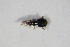  ( - GBOL_Col_FK_09604)  @11 [ ] CreativeCommons - Attribution Non-Commercial Share-Alike (2015) Unspecified SNSB, Zoologische Staatssammlung Muenchen