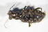  ( - GBOL_Col_FK_09646)  @13 [ ] CreativeCommons - Attribution Non-Commercial Share-Alike (2015) Unspecified SNSB, Zoologische Staatssammlung Muenchen