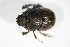  ( - GBOL_Col_FK_09650)  @12 [ ] CreativeCommons - Attribution Non-Commercial Share-Alike (2015) Unspecified SNSB, Zoologische Staatssammlung Muenchen