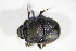  (Onthophagus verticicornis - GBOL_Col_FK_09651)  @14 [ ] CreativeCommons - Attribution Non-Commercial Share-Alike (2015) Unspecified SNSB, Zoologische Staatssammlung Muenchen