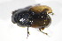  ( - GBOL_Col_FK_09654)  @11 [ ] CreativeCommons - Attribution Non-Commercial Share-Alike (2015) Unspecified SNSB, Zoologische Staatssammlung Muenchen