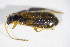  ( - GBOL_Col_FK_09660)  @13 [ ] CreativeCommons - Attribution Non-Commercial Share-Alike (2015) Unspecified SNSB, Zoologische Staatssammlung Muenchen