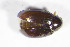  ( - GBOL_Col_FK_09661)  @12 [ ] CreativeCommons - Attribution Non-Commercial Share-Alike (2015) Unspecified SNSB, Zoologische Staatssammlung Muenchen