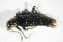  ( - GBOL_Col_FK_09667)  @13 [ ] CreativeCommons - Attribution Non-Commercial Share-Alike (2015) Unspecified SNSB, Zoologische Staatssammlung Muenchen
