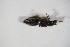 ( - GBOL_Col_FK_09702)  @11 [ ] CreativeCommons - Attribution Non-Commercial Share-Alike (2015) Unspecified SNSB, Zoologische Staatssammlung Muenchen