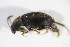  ( - GBOL_Col_FK_10089)  @12 [ ] CreativeCommons - Attribution Non-Commercial Share-Alike (2015) Unspecified SNSB, Zoologische Staatssammlung Muenchen