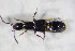  ( - GBOL_Col_FK_10111)  @11 [ ] CreativeCommons - Attribution Non-Commercial Share-Alike (2015) Unspecified SNSB, Zoologische Staatssammlung Muenchen