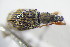  ( - GBOL_Col_FK_10392)  @13 [ ] CreativeCommons - Attribution Non-Commercial Share-Alike (2015) Unspecified SNSB, Zoologische Staatssammlung Muenchen