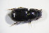  ( - GBOL_Col_FK_10401)  @11 [ ] CreativeCommons - Attribution Non-Commercial Share-Alike (2015) Unspecified SNSB, Zoologische Staatssammlung Muenchen