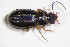  (Epaphius rivularis - GBOL_Col_FK_10411)  @11 [ ] CreativeCommons - Attribution Non-Commercial Share-Alike (2015) Unspecified SNSB, Zoologische Staatssammlung Muenchen
