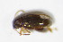  ( - GBOL_Col_FK_10412)  @12 [ ] CreativeCommons - Attribution Non-Commercial Share-Alike (2015) Unspecified SNSB, Zoologische Staatssammlung Muenchen