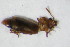  ( - GBOL_Col_FK_10439)  @12 [ ] CreativeCommons - Attribution Non-Commercial Share-Alike (2015) Unspecified SNSB, Zoologische Staatssammlung Muenchen