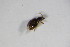  ( - GBOL_Col_FK_10463)  @12 [ ] CreativeCommons - Attribution Non-Commercial Share-Alike (2015) Unspecified SNSB, Zoologische Staatssammlung Muenchen