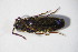  ( - GBOL_Col_FK_10570)  @11 [ ] CreativeCommons - Attribution Non-Commercial Share-Alike (2015) Unspecified SNSB, Zoologische Staatssammlung Muenchen