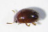  ( - GBOL_Col_FK_10580)  @12 [ ] CreativeCommons - Attribution Non-Commercial Share-Alike (2015) Unspecified SNSB, Zoologische Staatssammlung Muenchen