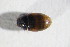  (Cercyon terminatus - GBOL_Col_FK_10587)  @13 [ ] CreativeCommons - Attribution Non-Commercial Share-Alike (2015) Unspecified SNSB, Zoologische Staatssammlung Muenchen