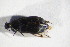  ( - GBOL_Col_FK_10619)  @12 [ ] CreativeCommons - Attribution Non-Commercial Share-Alike (2015) Unspecified SNSB, Zoologische Staatssammlung Muenchen