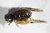  ( - GBOL_Col_FK_10624)  @12 [ ] CreativeCommons - Attribution Non-Commercial Share-Alike (2015) Unspecified SNSB, Zoologische Staatssammlung Muenchen